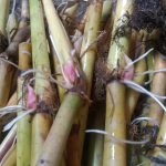 Jarman Grass Cutting