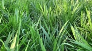 Smart Napier Grass