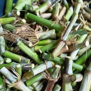 Napier grass cutting