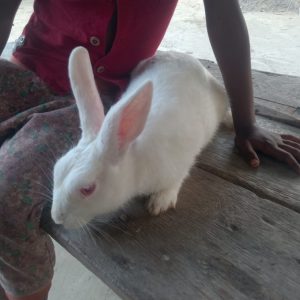 Rabbit