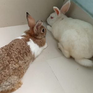 Big size Rabbit