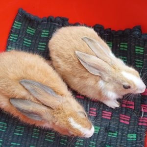 Brown Colour Baby Rabbit
