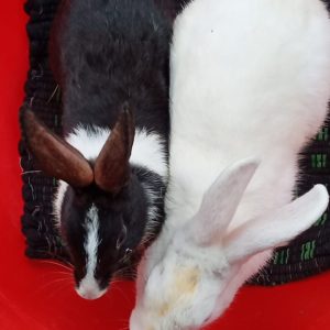 Black and White Rabbit