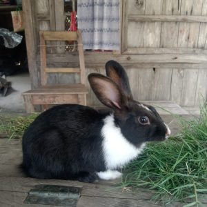Rabbit