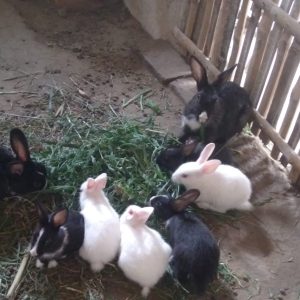 🐰৬টা খরগোশের বাচ্চা বিক্রি হবে🐰